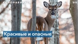 Власти США исследуют риски новых мутаций коронавируса для человека