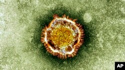 Вирус MERS-CoV (снимок получен с помощью электронного микроскопа)